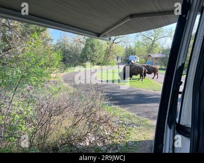 View of Bison in Badlands national park in South Dakota Stock Photo - Alamy