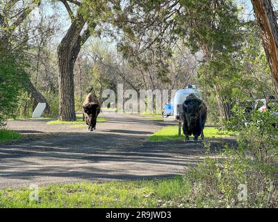 Dickinson, ND USA - May 17, 2023: Bison in the North Unit Campground in Theodore Roosevelt National Park in North Dakota USA. Stock Photo