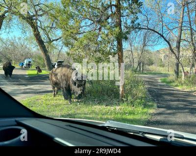 Dickinson, ND USA - May 17, 2023: Bison in the North Unit Campground in Theodore Roosevelt National Park in North Dakota USA. Stock Photo