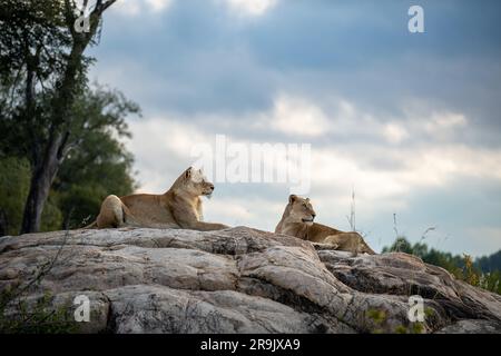 Two lionesses, Panthera leo, lie together on a rock Stock Photo - Alamy