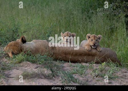 Lion cubs, Panthera leo, climbing on their mother. Stock Photo