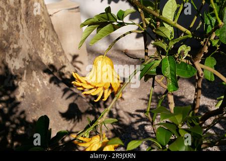 fingered citron on a tree Stock Photo