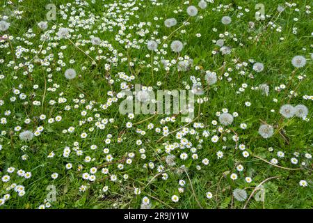 Field of green grass and blooming daisies and dandelions, a lawn in spring. Stock Photo