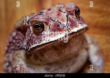 Macro frog, Asian common , Asian black-spined , Asian toad, black-spectacled , common Sunda and Javanese toad Stock Photo