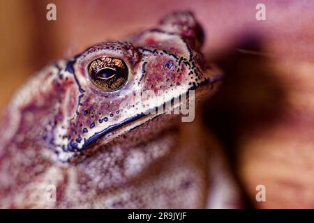 Macro frog, Asian common , Asian black-spined , Asian toad, black-spectacled , common Sunda and Javanese toad Stock Photo