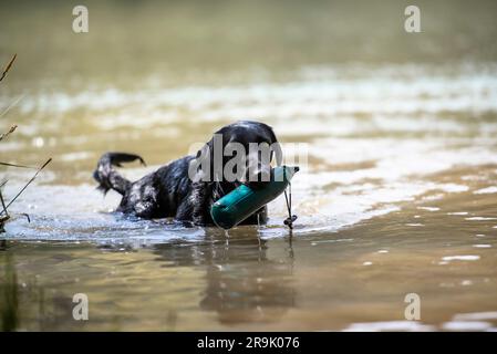 Black labrador retriever dog retrieving a dummy from the river. Stock Photo