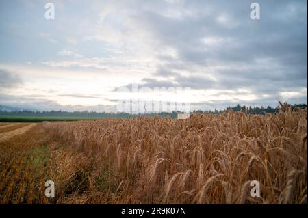 Beautiful golden wheat field after a rain under a dramatic cloudy summer sky. Stock Photo