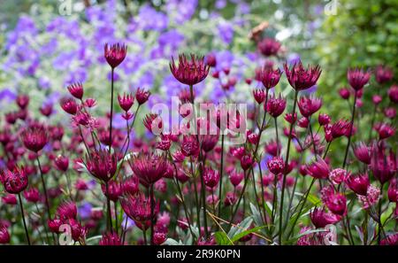 Maroon colour star-shaped astrantia masterwort flowers in foreground, with purple blue geraniums behind. Astrantia is a low maintenance perennial. Stock Photo