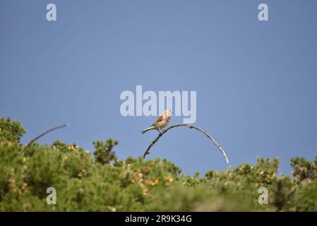 Male Common Linnet (Carduelis cannabina) Perched on Top of an Arched Twig Amongst Scrubland, against a Deep Blue Sky on the Isle of Man, UK in June Stock Photo