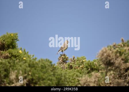 Female Common Linnet (Carduelis cannabina) Perched in Right-Profile on Top of a Thicket in Scrub, against a Blue Sky Background, taken in UK in June Stock Photo