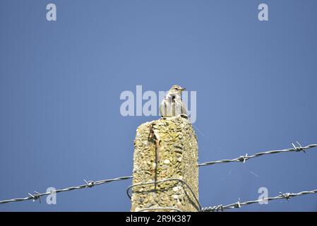 Facing Image of a Meadow Pipit (Anthus pratensis) Perched on Top of a Stone Fence Post in the Sun, against a Blue Sky, Head Turned to Right of Image Stock Photo