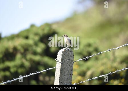 Female Eurasian Stonechat (Saxicola torquata) Perched on Top of a Stone Fence Post, against a Scrub Background, taken in June on the Isle of Man, UK Stock Photo