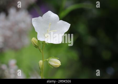 close-up of a beautiful white campanula persicifolia against a green blurry background, direct view of the wide-open flower Stock Photo