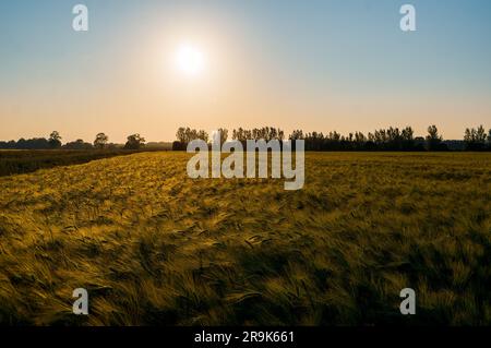 Sunset over beautiful corn fields in Kent UK Stock Photo