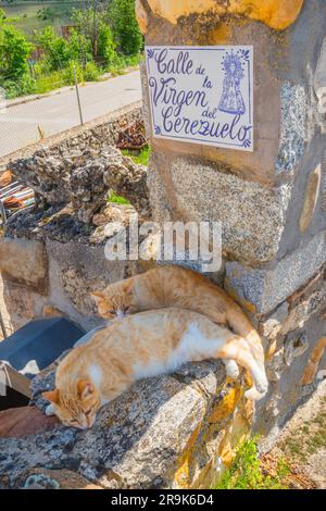Two cats lying on a stone wall. Stock Photo