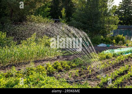 Rain imitation spinning water irrigation system in home domestic household vegetable garden outdoors in summer evening. Stock Photo