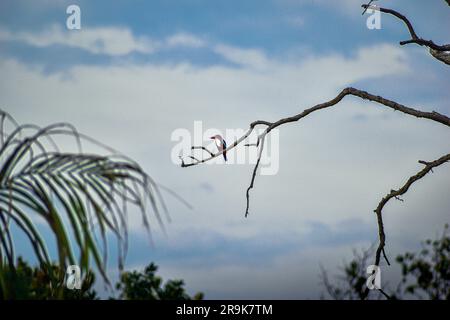 A white throated kingfisher sitting on a branch on a clear sunny day Stock Photo
