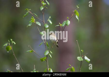 A willow warbler perched on a tree branch with green foliage. Stock Photo