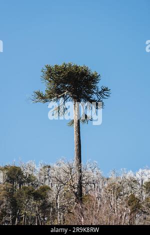 Chilean Patagonian Araucaria, traditional mapuche tree, in a cloudy day ...