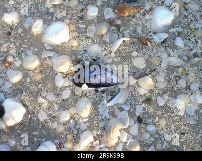 Shells and seashells on a sandy beach Stock Photo
