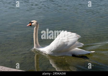 Pfaeffikon, Canton Zurich, Switzerland, April 10, 2023 Swan is swimming in the lake Pfaeffikersee on a sunny day in spring time Stock Photo
