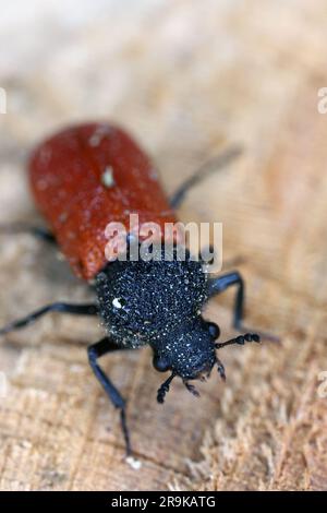 Capuchin beetle (latin name: Bostrichus capucinus - Bostrychidae) - insect sitting on oak wood. It is a technical pest of wood. Stock Photo