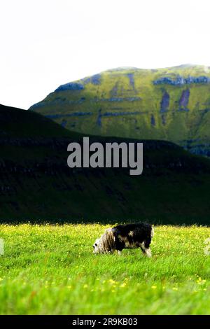 Lone sheep grazing on green meadows, Faroe Islands, Denmark Stock Photo