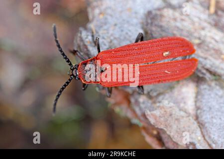 Scarlet Net-winged Beetle (Dictyoptera aurora). An insect in its natural habitat. Stock Photo