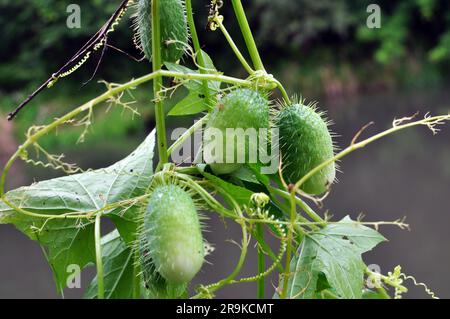 In the summer, echinocystis lobata grows in the wild Stock Photo