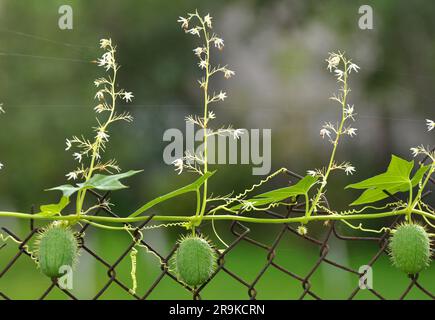 In the summer, echinocystis lobata grows in the wild Stock Photo