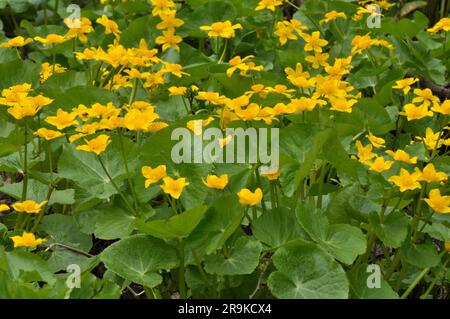 In spring, caltha palustris grows in the moist alder forest Stock Photo
