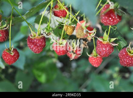 Fruits of raspberry and green leaves on a bush branch Stock Photo