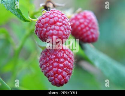 Fruits of raspberry and green leaves on a bush branch Stock Photo