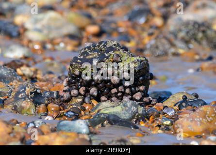 Barnacles (crustaceans) on a large rock, on a shingle beach at low tide. Stock Photo