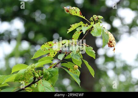 Symptoms of Shot Hole Disease in stone fruits (Prunus spp.) cherries. Causing by fungal plant pathogen Stigmina carpophila (syn. Wilsonomyces carpophi Stock Photo