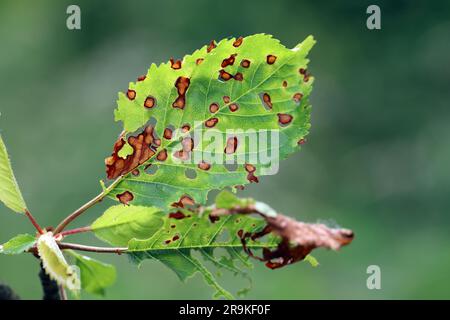 Symptoms of Shot Hole Disease in stone fruits (Prunus spp.) cherries. Causing by fungal plant pathogen Stigmina carpophila (syn. Wilsonomyces carpophi Stock Photo