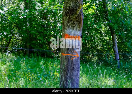 red tourist trail mark on a tree. Direction indication with a red arrow. Stock Photo