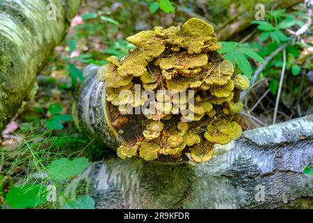 Parasitic fungi on tree trunk. They have grown together on a tree at the place of felling. Stock Photo