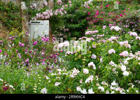 Walled rose garden at Mottisfont Abbey UK June Stock Photo