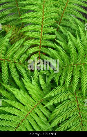 Tree fern, South Island, New Zealand. Stock Photo