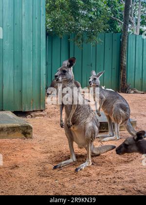Closeup view of a red Kangaroo in a petting Zoo in Tampa Florida Stock Photo