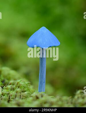 The blue mushroom Entoloma hochstetteri native to the rainforests of New Zealand, known to the Maori as werewere-kōkako. Stock Photo