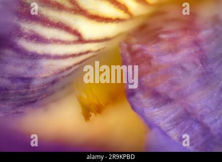 Close-up detail of bearded Iris flower. Stock Photo