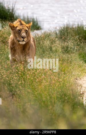 isolated young male lion standing on green grass savannah in serengeti national park, Tanzania Stock Photo