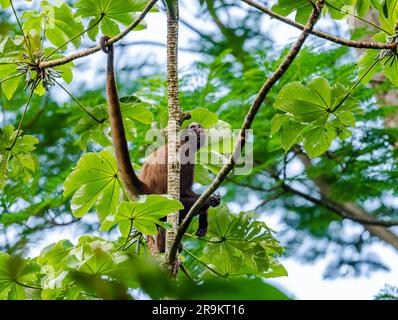 A critically endangered Brown Spider Monkey (Ateles hybridus) foraging in forest. Colombia, South America. Stock Photo