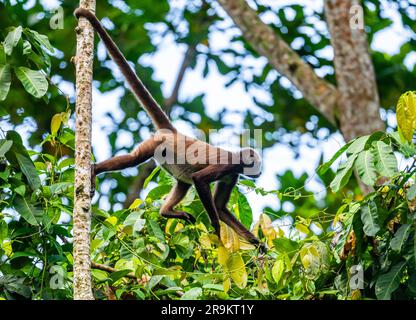 A critically endangered Brown Spider Monkey (Ateles hybridus) foraging in forest. Colombia, South America. Stock Photo