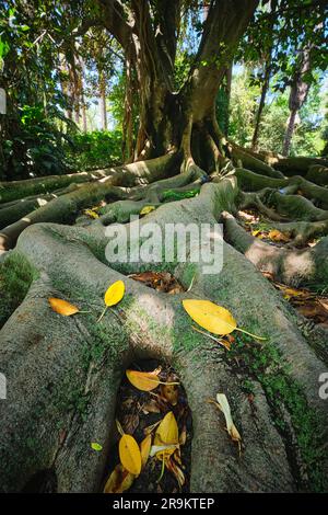 Ficus macrophylla trunk and roots close up Stock Photo