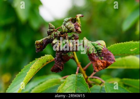 Cherry tree leaves infested with aphids. A lot of harmful aphids on green damaged cherry leaves. Stock Photo
