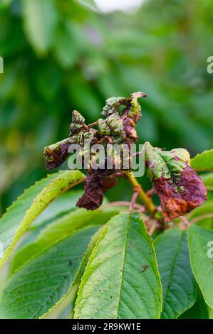 Cherry tree leaves infested with aphids. A lot of harmful aphids on green damaged cherry leaves. Stock Photo