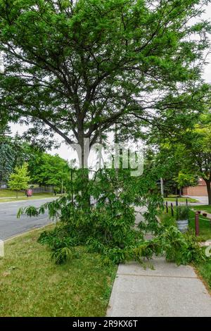 A broken tree branch blocking the path way Stock Photo